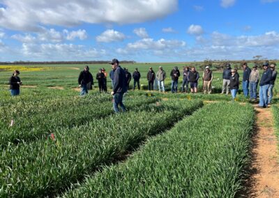 Optimal flowering period for wheat and barley