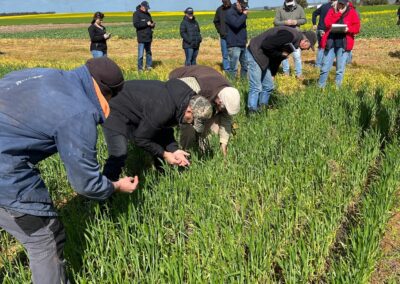 Pasture legume choices, establishment and persistence for the Murray Plains