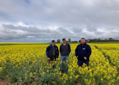 Improving canola establishment in dry conditions