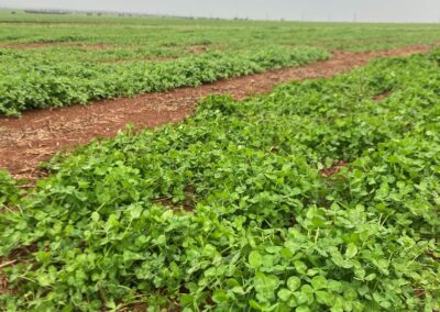 Harvest and use of medic pods on-farm