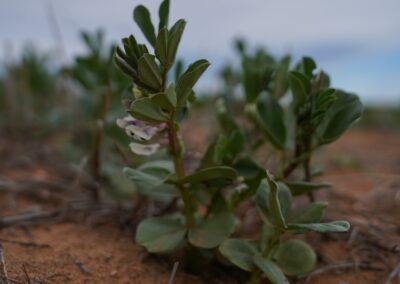 Profitable pulses for the Murray Plains